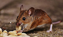 24 Hour & Emergency Exterminators in Evanston, IL